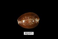 藏品(雪山寶螺)的圖片